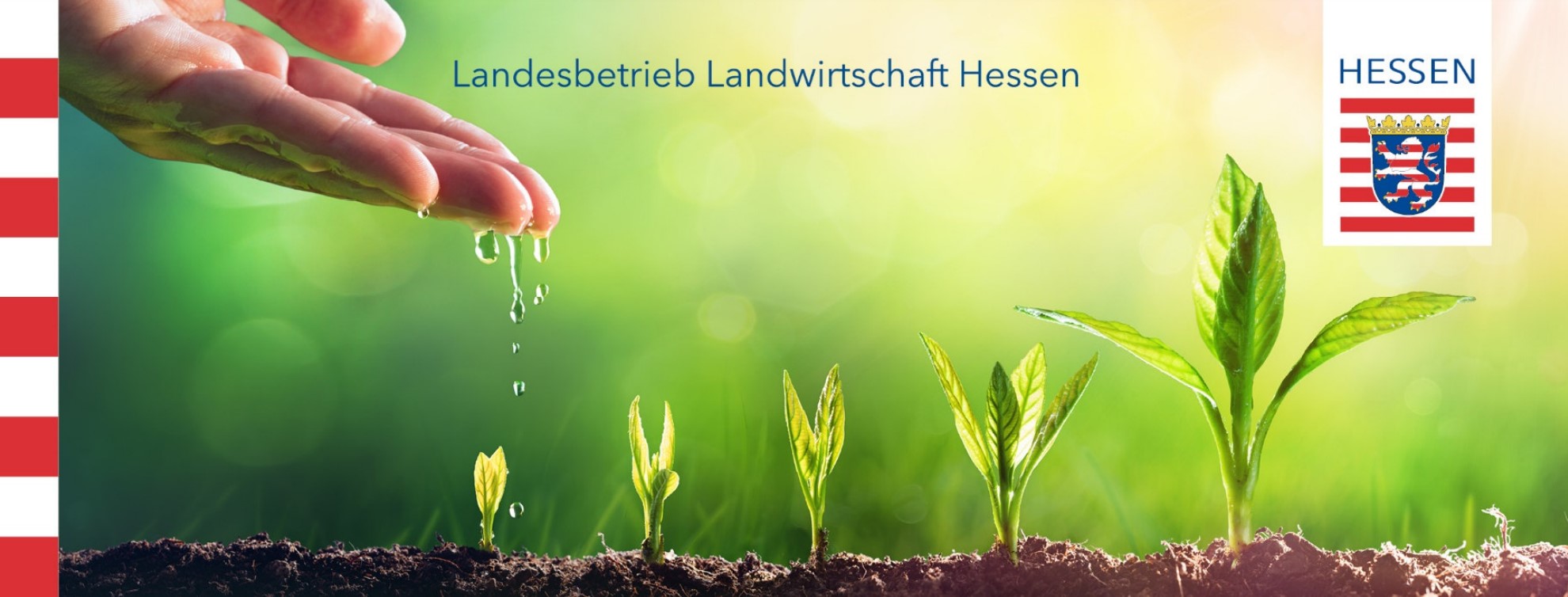Hand mit Wassertropfen über Pflanzenkeimlingen